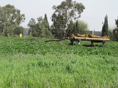 Израиль ранней весной.