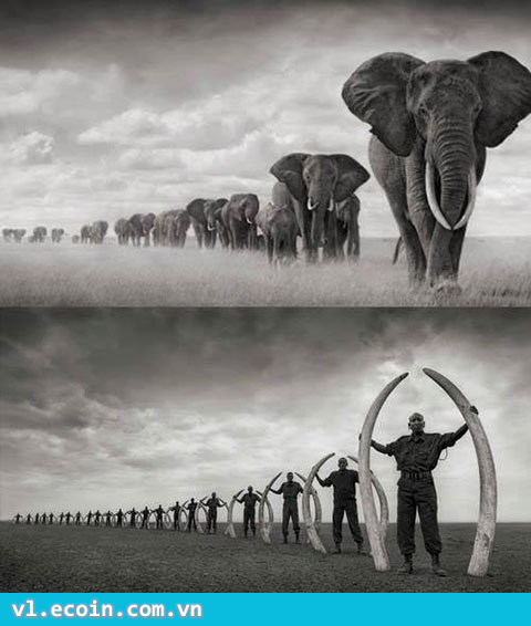 Sự thật buồn về loài voi ở Châu Phi