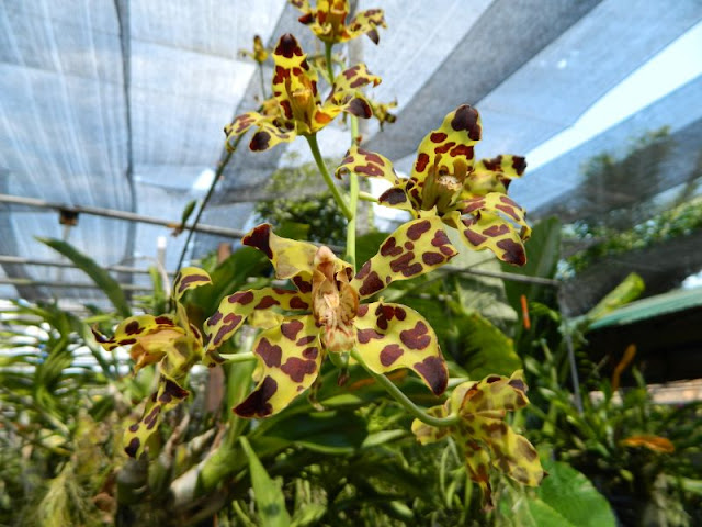 Орхидеи и прочая красота на о. Пхукет - Страница 16 DSCN0122