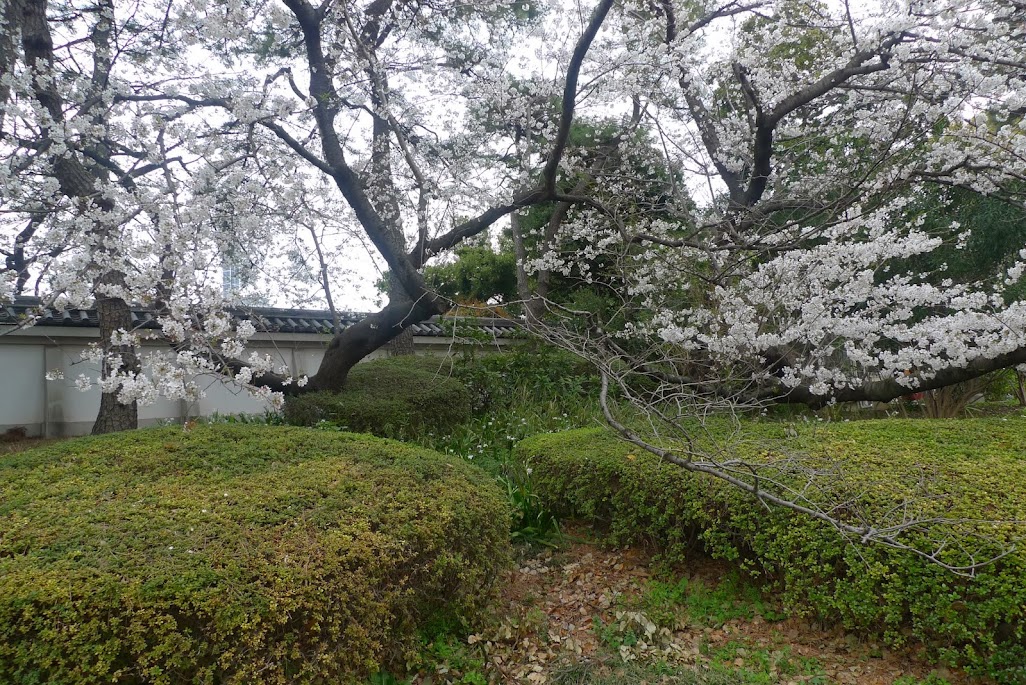 sakura palais impérial tokyo