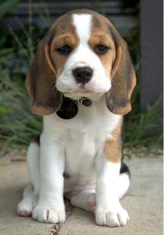 oh que perro!: Beagle, Beagle, Beagle