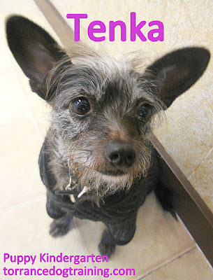 Tenka the 6 year old Terrier/Chihuahua Mix