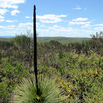 On the Grass Tree Track (249535)