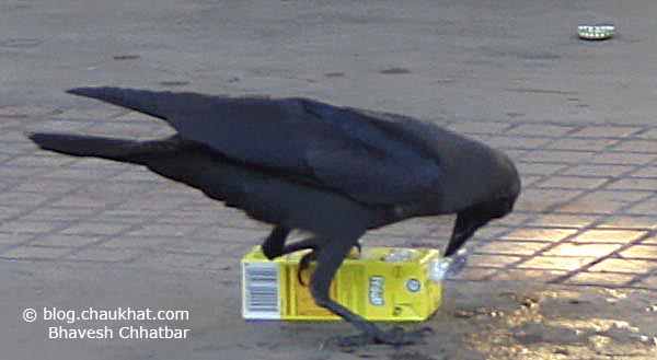 Photograph of a Crow Having Soft Drink Drop-by-Drop