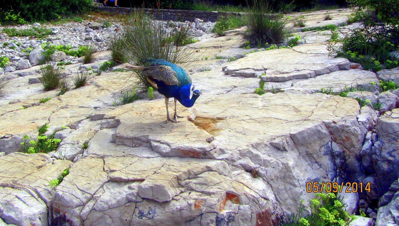 Ёжики в тумане, или крушение некоторых мечт: круиз Celebrity Silhouette