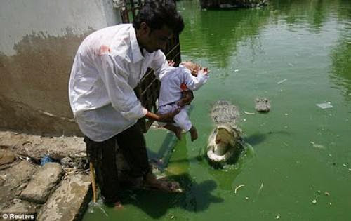 Religion Belief Sheedi Meldevotees Make Offerings To Crocodiles