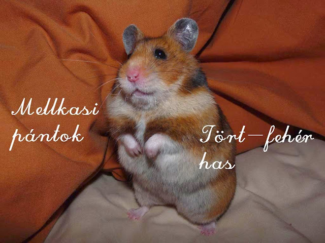 agouti_jegyek3