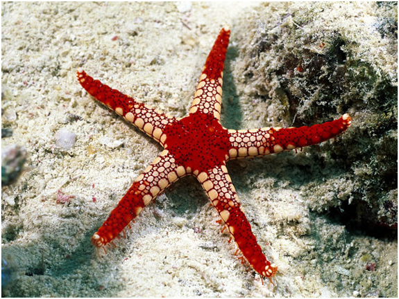 underwater wallpapers