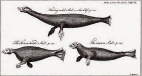 Sea Serpent Reconstructions And The Problem Of The Longnecks Necks