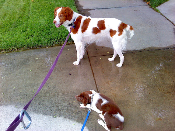 Torrey and Boulder out for a walk. Boulder lies down in the water from a leaky sprinkler.