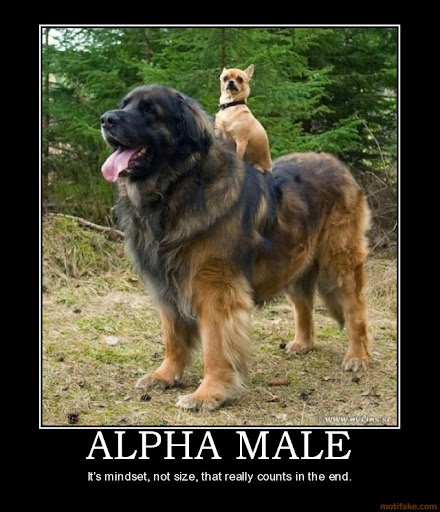 Alpha Male How Much Do Male Looks Matter Image