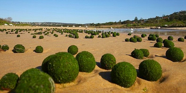 Bienvenidos al nuevo foro de apoyo a Noe #238 / 24.03.15 ~ 27.03.15 - Página 5 Marimo-moss-balls-03%2Bat%2BDee%2BWhy%2BBeach%2C%2BSydney