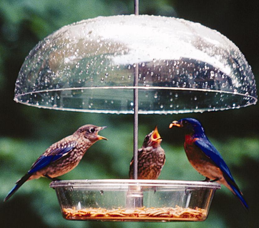 wild birds unlimited what birds are attracted to wild birds unlimited what birds are attracted to