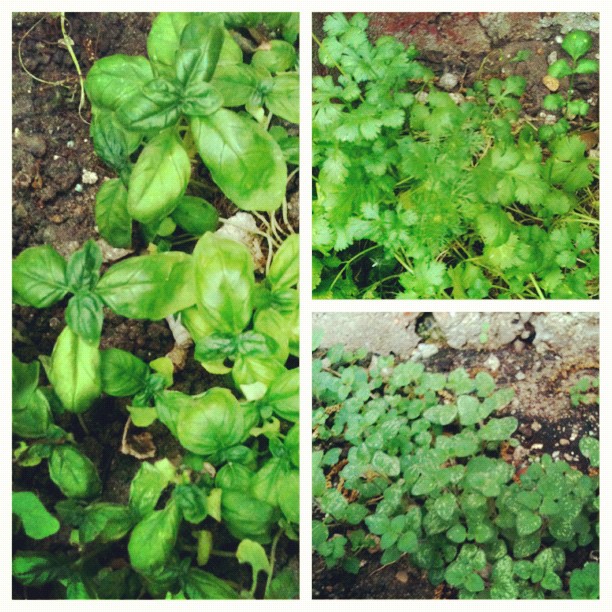 basil + cilantro + oregano