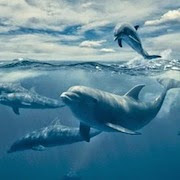 к чему снятся дельфины?