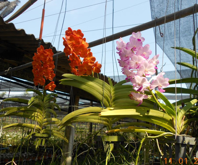 Орхидеи и прочая красота на о. Пхукет - Страница 17 DSCN2048
