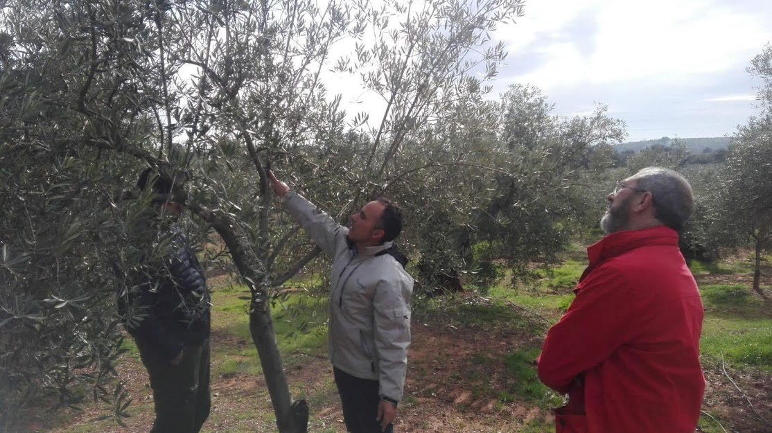 Olive grove management. ESAO Image Bank