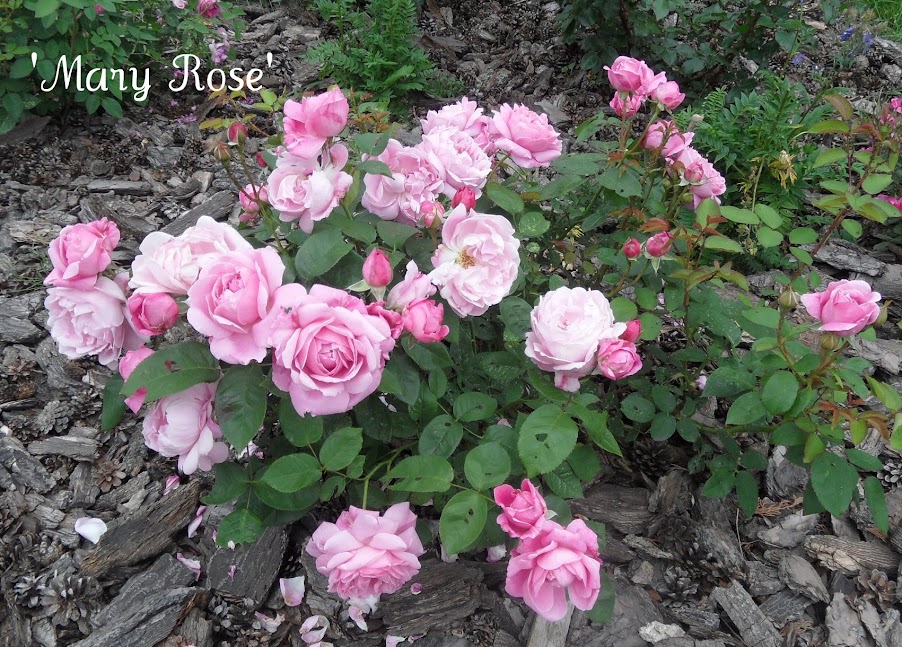 Forum Ogrodnicze Oaza :: Topic: Mary Rose (AUSmary) - angielska róża  krzaczasta (1/1)