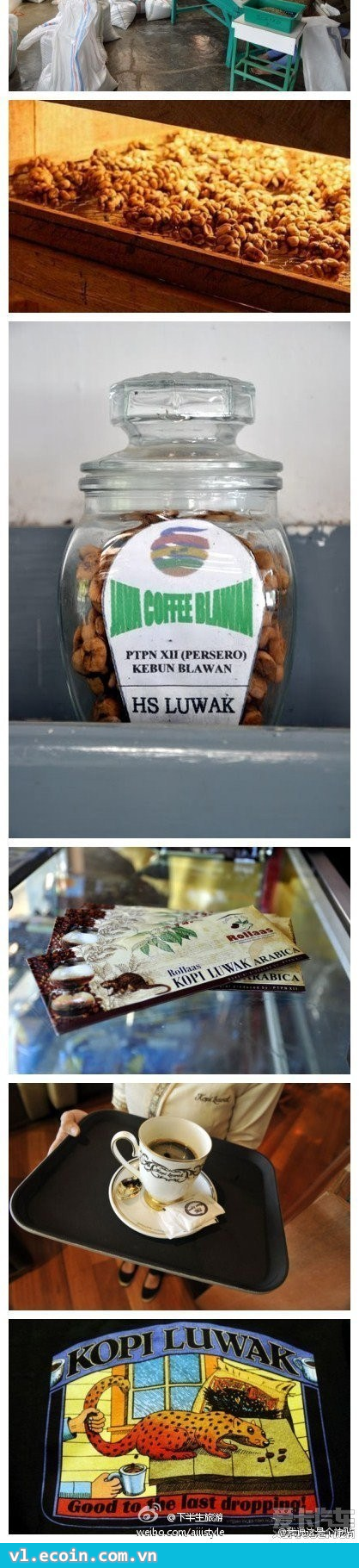 Hãy xem tại sao "Kopi Luwak" lại là cà phê đắt nhất thế giới?