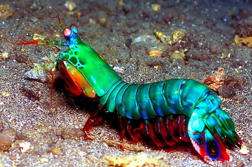 Real Monstrosities: Mantis Shrimp