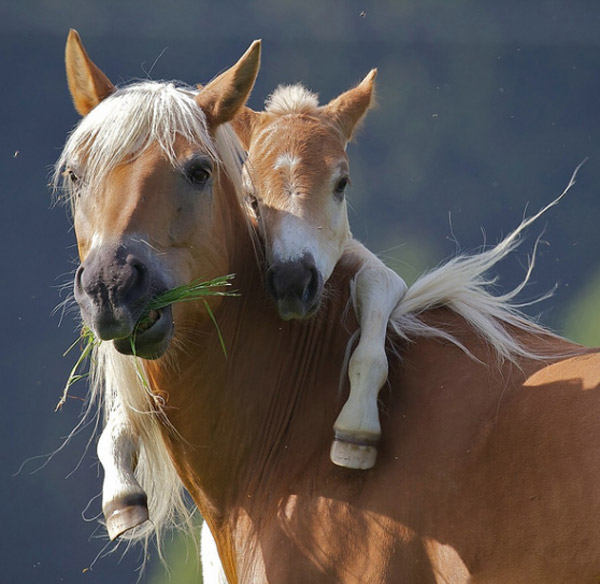 Nice Pictures of Baby Animals and Their Mothers 9