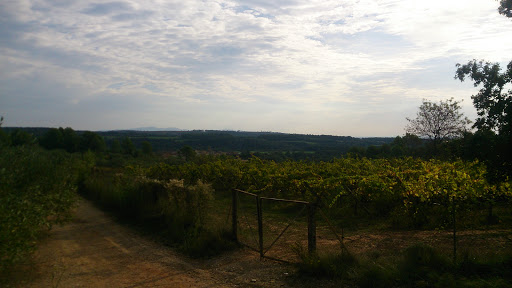 Hauptbild von Bodegas Mas Vida S.l.