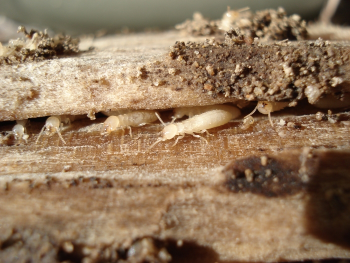 насекомые которые едят древесину