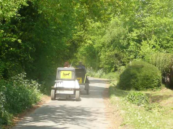 Pony and trap near Tuddenham St Martin