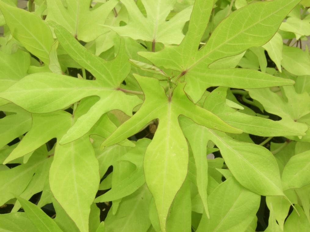 Image result for ipomoea goldfinger