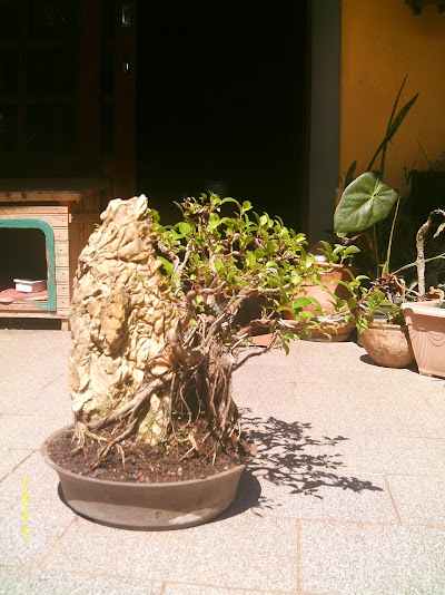Ficus Microcarpa Começando... IMAG0186