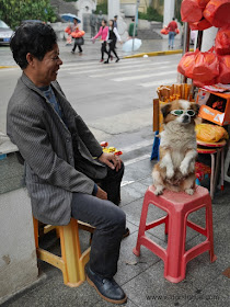 man sitting next to a small dog wearing sunglassess while standing on a stool