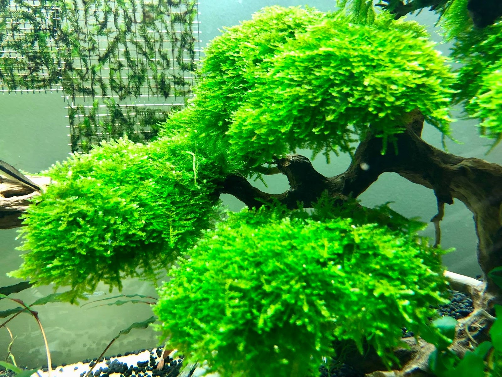 Cận cảnh rêu mini taiwan tuyệt đẹp trong hồ thủy sinh của bạn Bình Bình