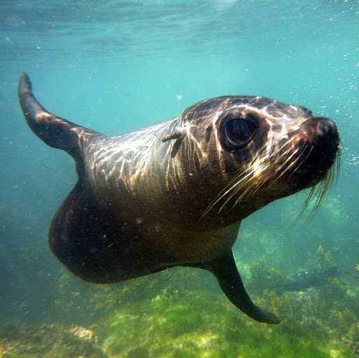 Seal Swim Kaikoura logo