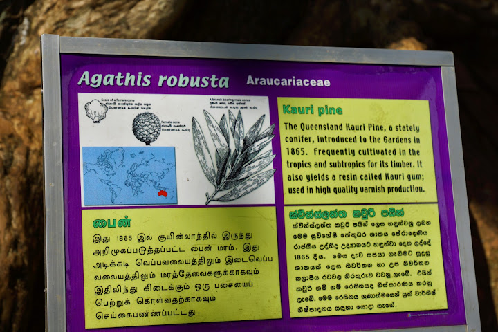 Шри-Ланка: на машине 1 100 км,  фото без комментариев, март-апрель 2013г.