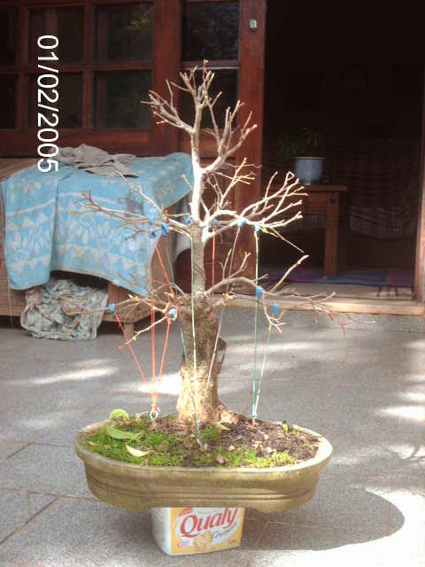 Ficus Benjamina... PICT0864
