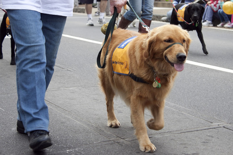 Guide Dogs Victoria_Warrandyte Festival 2012