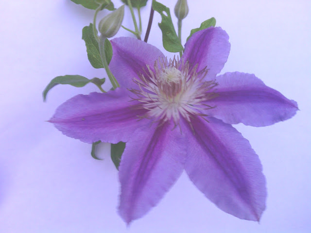 Clematis Vine Clematis Vine