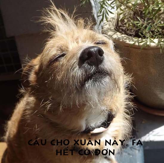 Chú chó cầu xin hết FA