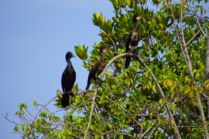 Шри-Ланка: на машине 1 100 км,  фото без комментариев, март-апрель 2013г.