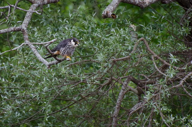 Eurasian Hobby (Falco subbuteo)