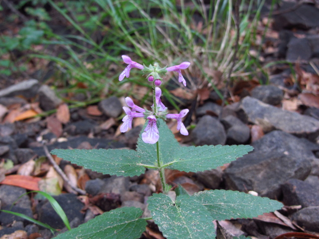 a purple common wood mint, probably