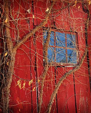 "The Window" 2012 by Ron Edwards. Photography.