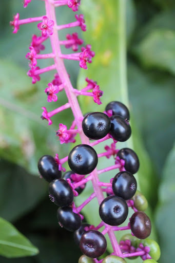 dark purple berries on bright fuchsia stalks