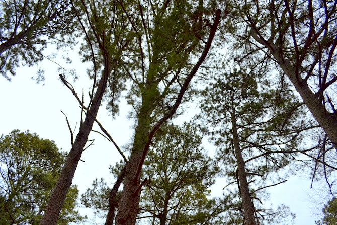 back yard pine trees