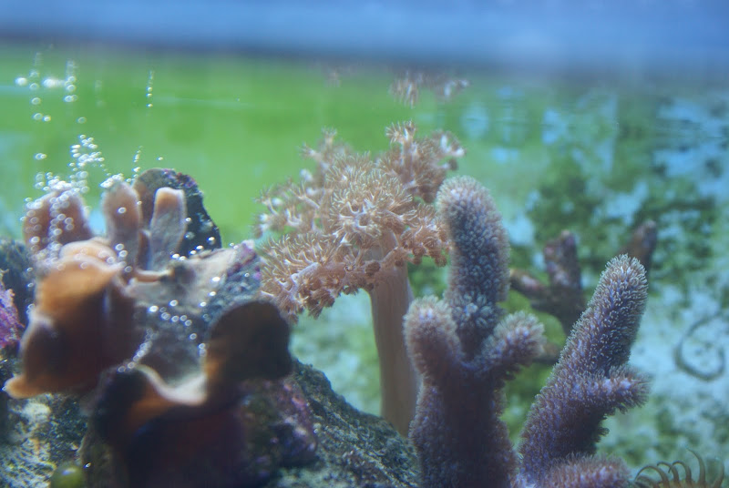 Capnella imbricata (Kenya Tree Coral) DSC05176