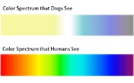 cores na visão dos cães cores na visão dos cães