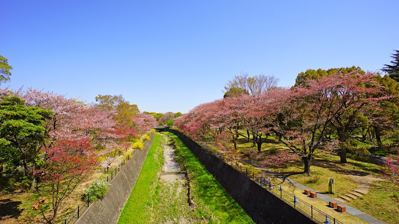 昭和記念公園 桜 写真1