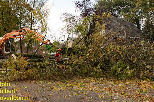 Bomen gekapt Museumlaan in overloon 20-10-2014 (32).jpg