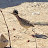 Kimberly Brundige avatar image