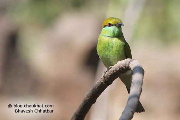 Green Bee-eater [Merops orientalis] photographed in Bhuleshwar